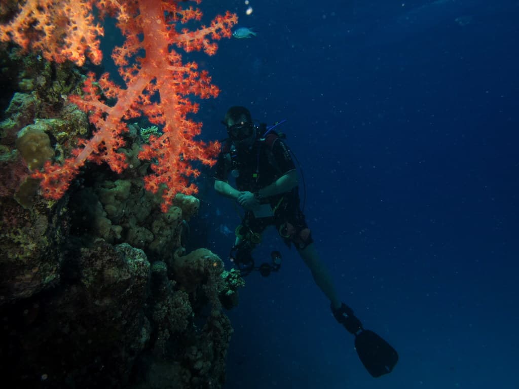 A scuba diver beside soft coral at a Red Sea reef