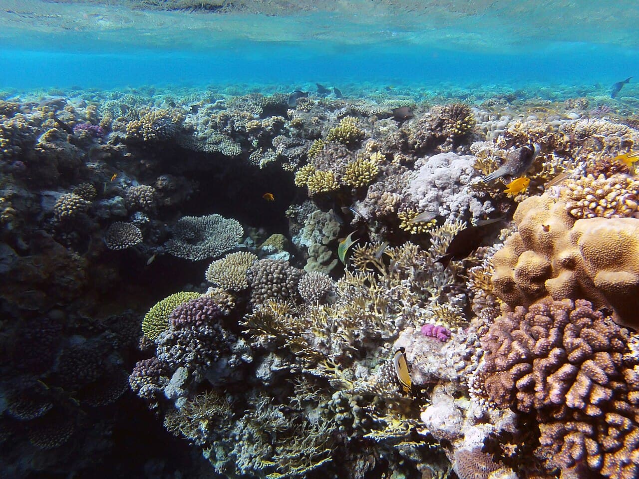 A colorful coral reef in the Red Sea, popular for snorkeling