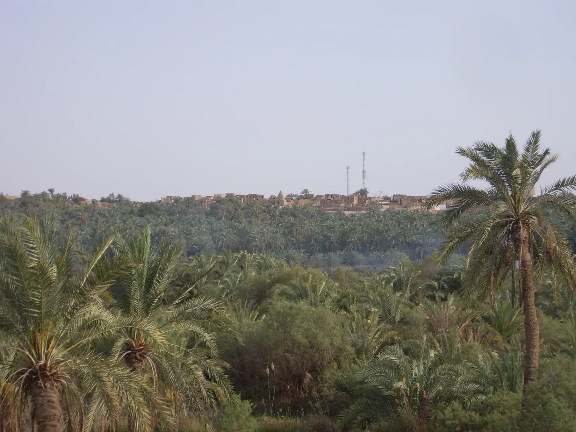 Palm groves with a village beyond them in Bahariya Oasis