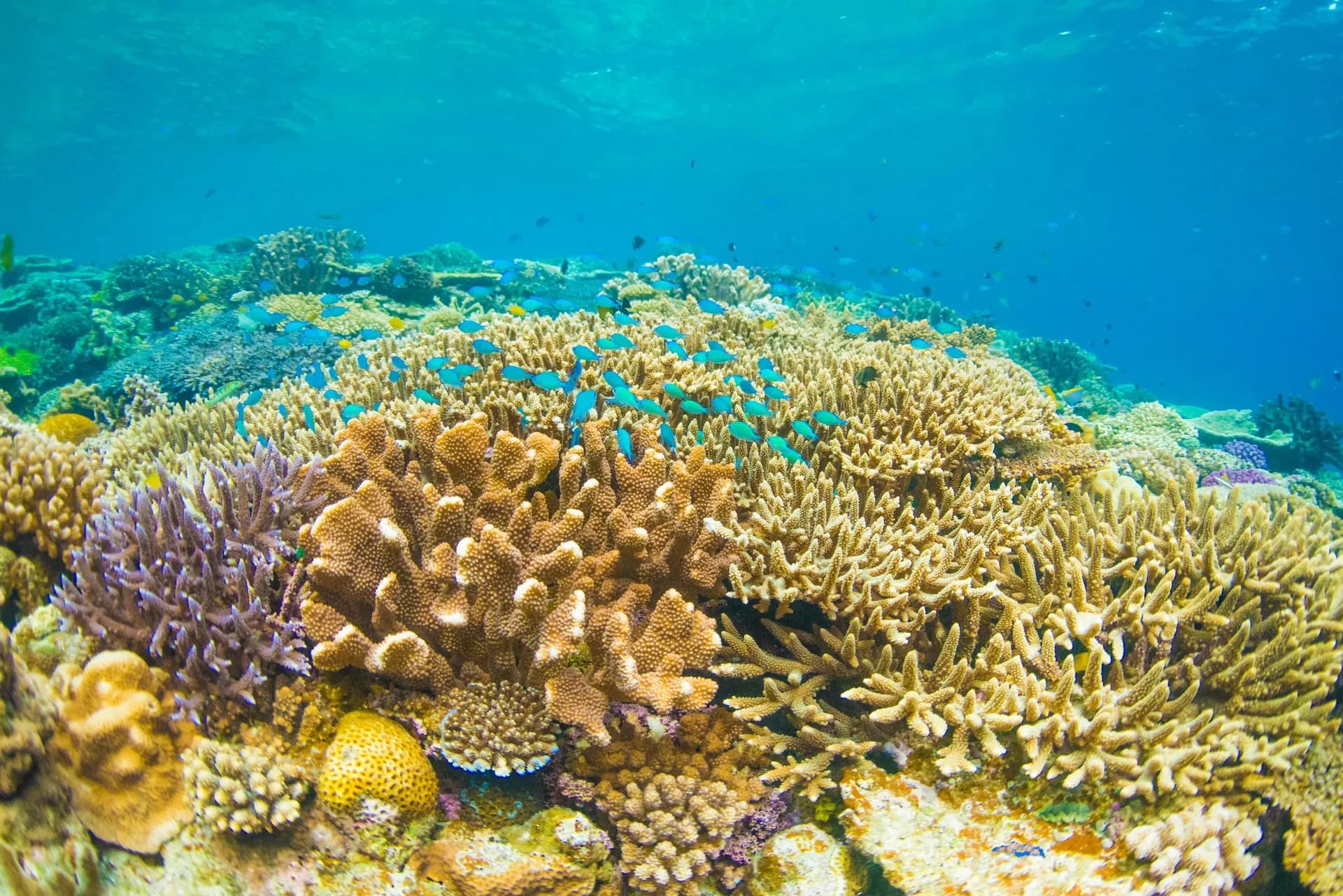 A shallow coral reef with small fish in Ras Mohammed National Park