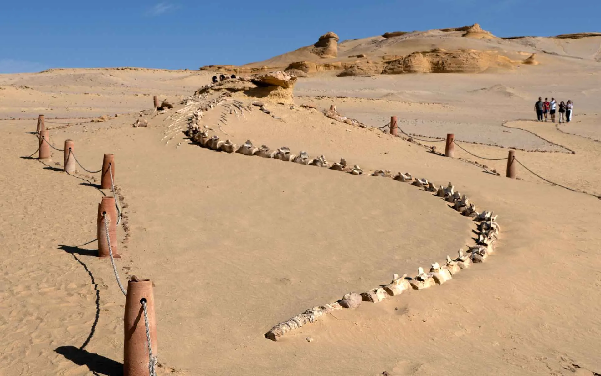 A trail of fossilised whale bones laid out on the sand at Wadi El Hitan