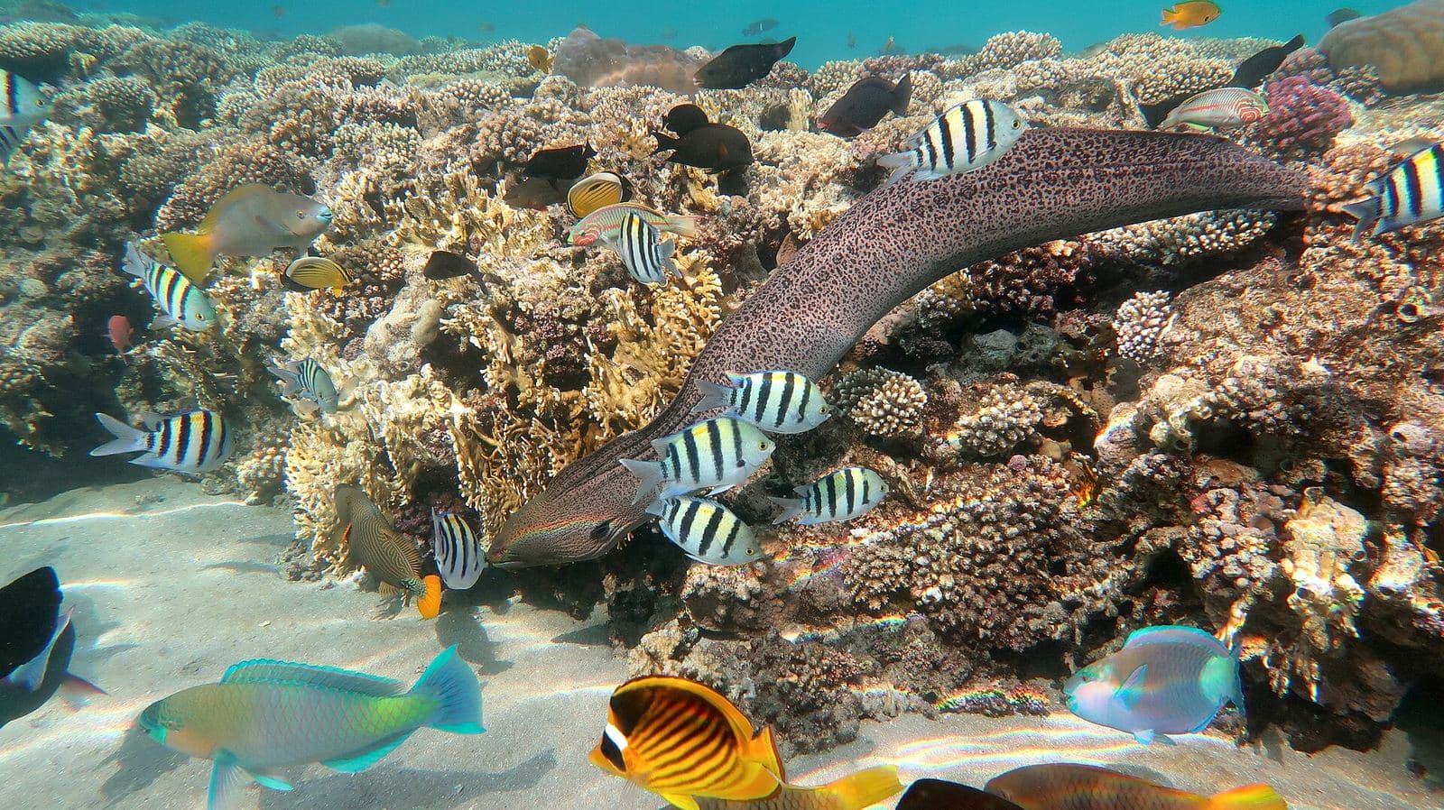 A coral reef with a moray eel and reef fish in the Red Sea